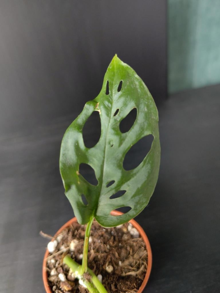 Monstera Equeleto stekje 3, Huis en Inrichting, Kamerplanten, Ophalen, Halfschaduw, Minder dan 100 cm