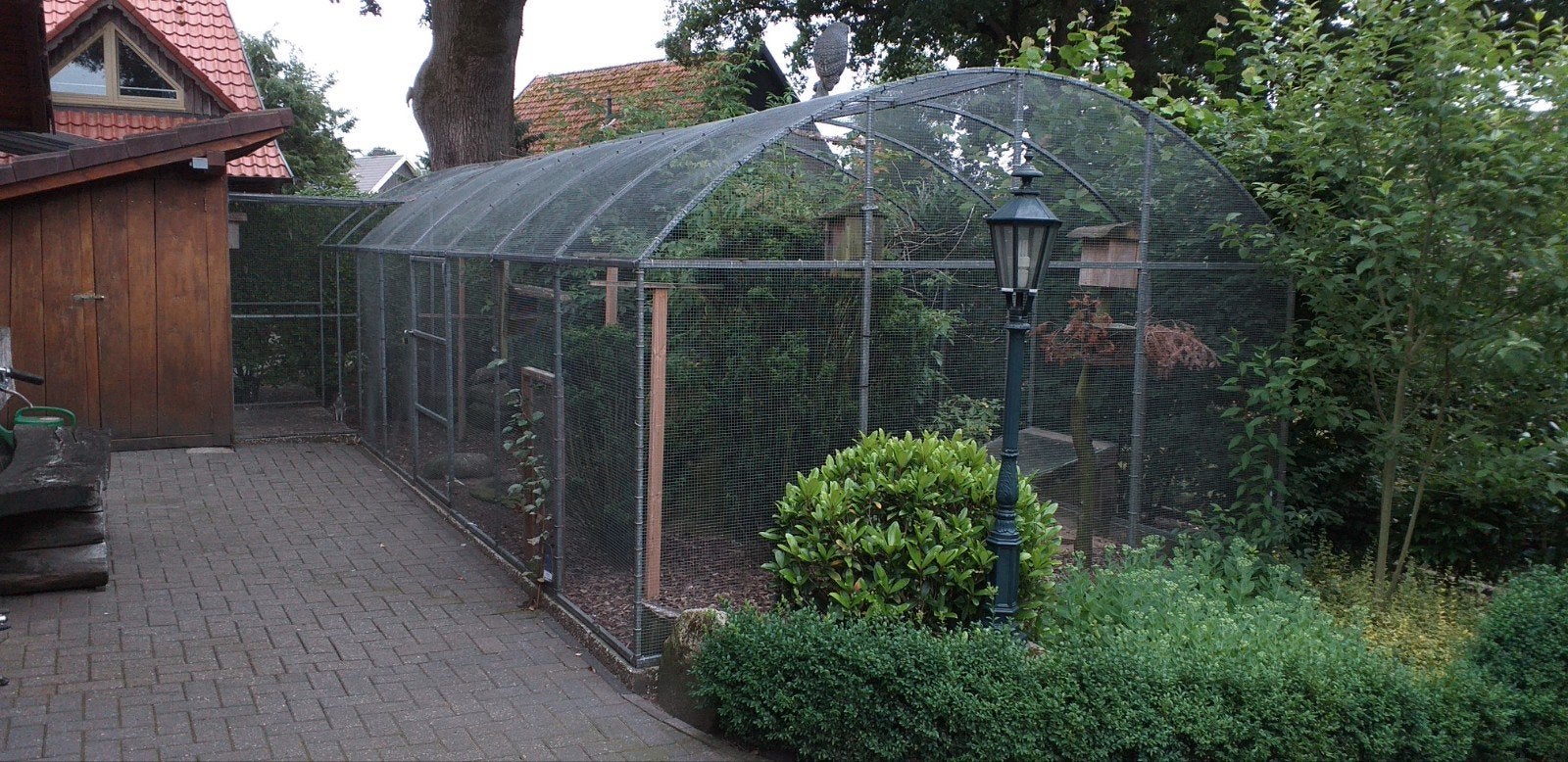 Kanaries 2026er, Dieren en Toebehoren, Meerdere dieren, Kleurkanarie