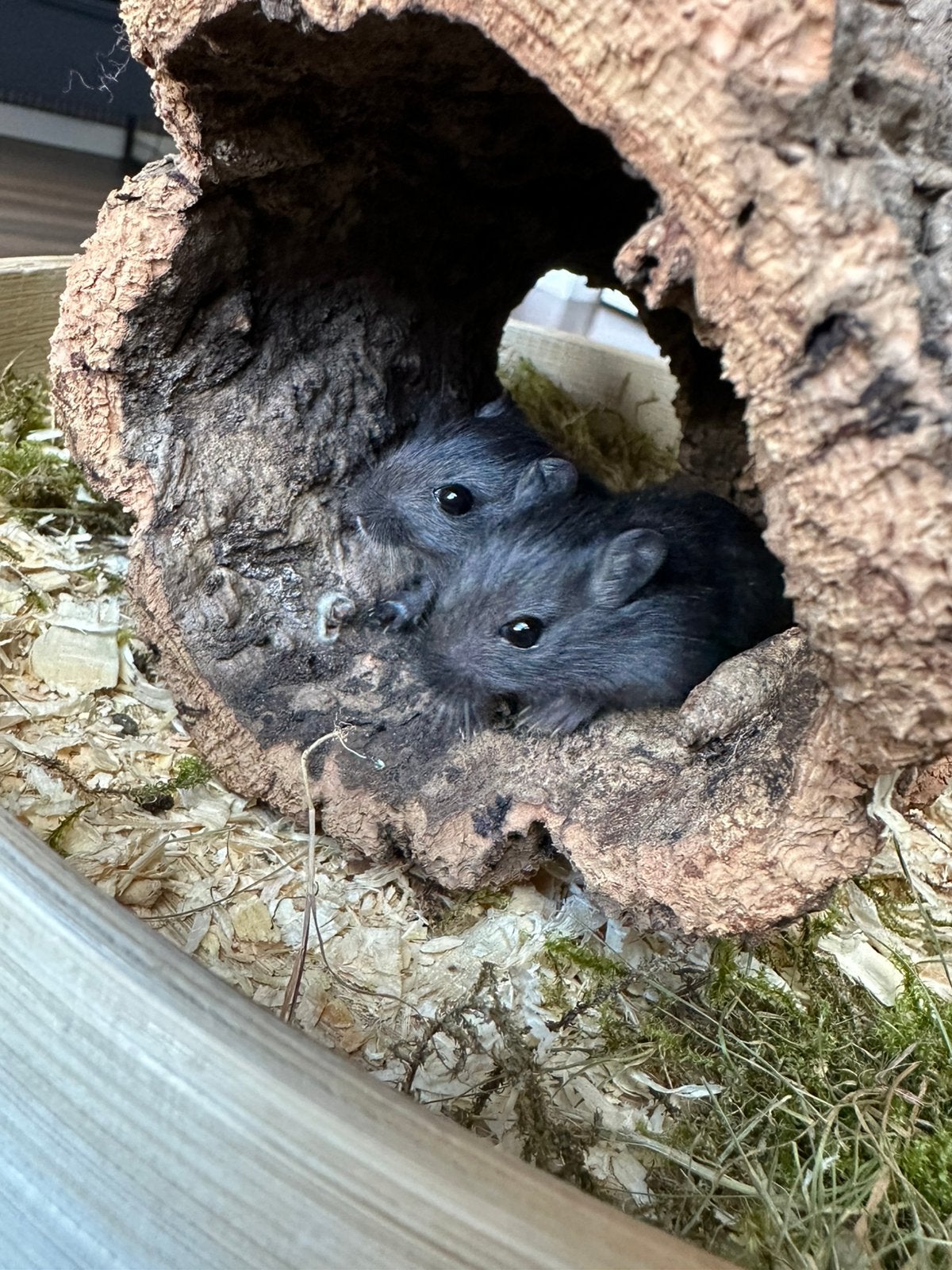 Drie leuke gerbils broertjes beschikbaar, Augustus, Mannelijk, Overige typen, Tam