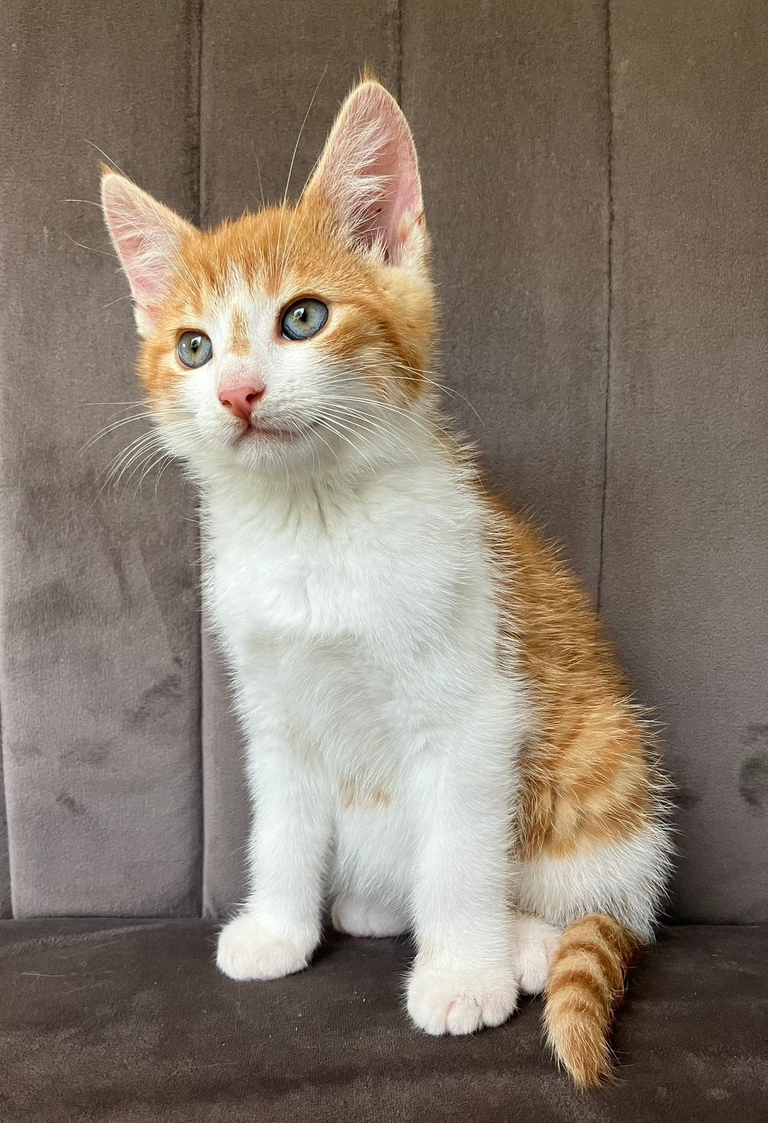 Mooie speelse kittens, Dieren en Toebehoren, Meerdere dieren