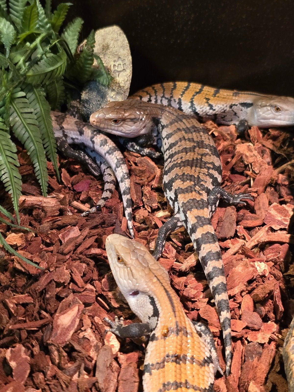 Prachtige Merauke blauwtongskinken (Tiliqua gigas evanescens Blue Tongue Skink photo 5