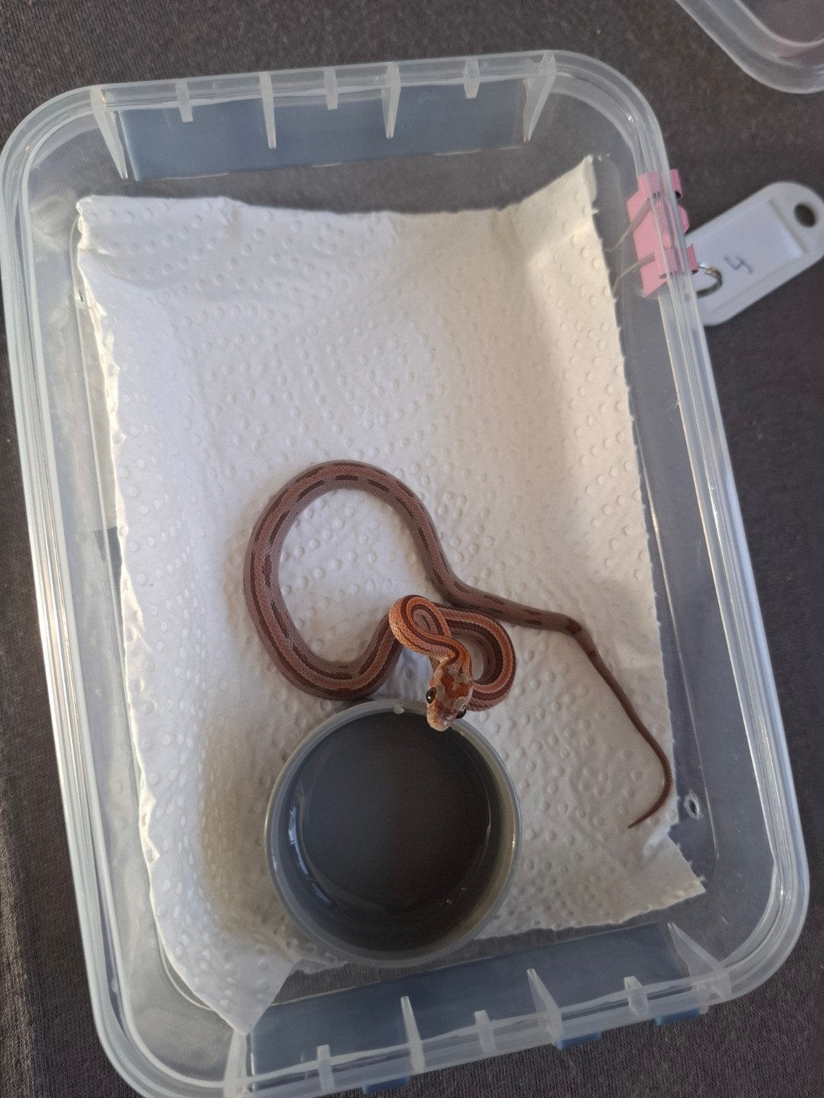 Rode rattenslangen zoeken nieuw thuis Corn Snake photo 4