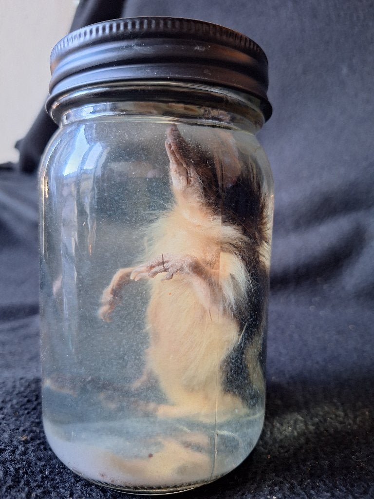 Tenrec op sterkwater, Ophalen of Verzenden, Zo goed als nieuw, Overige soorten, Overige typen