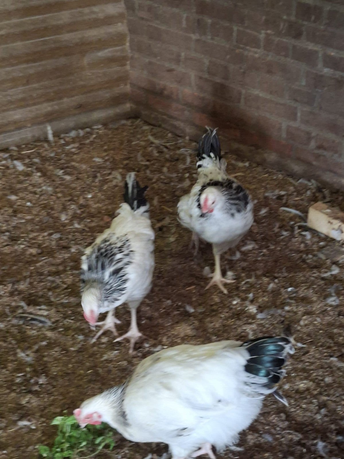 Sussex columbia hanen te koop, Dieren en Toebehoren, Mannelijk, Kip