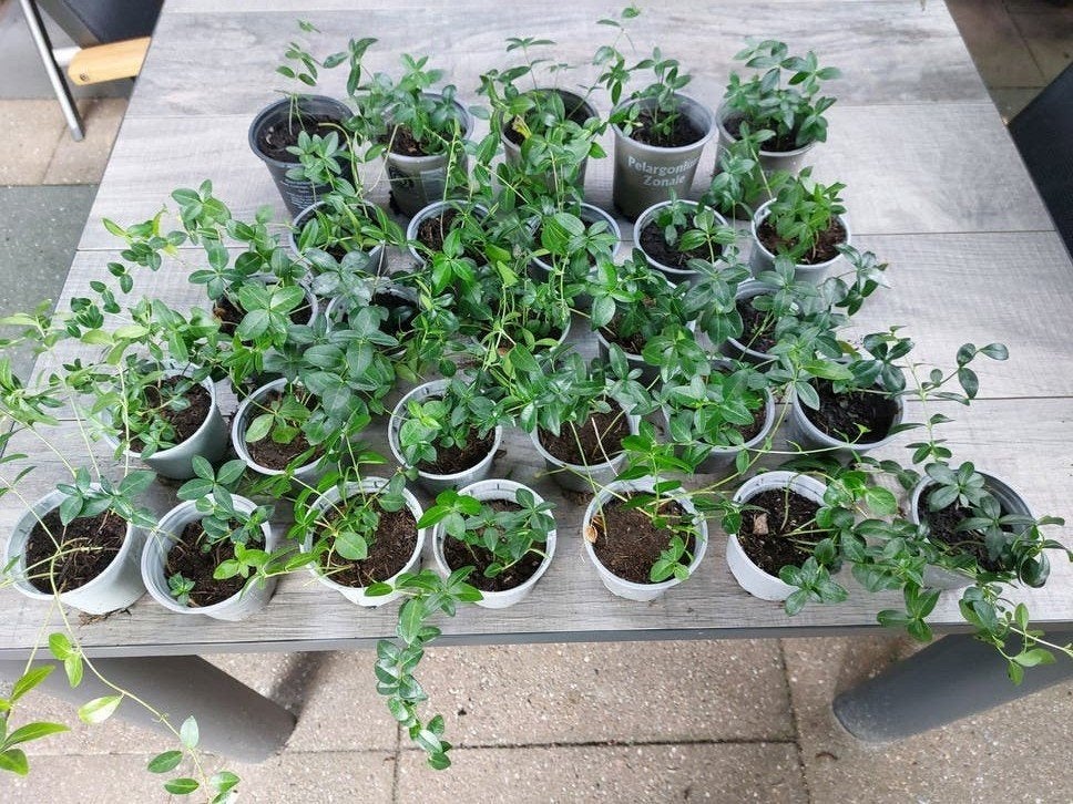 kleine maagden palm, Ophalen, Bodembedekkers, Vaste plant, Halfschaduw