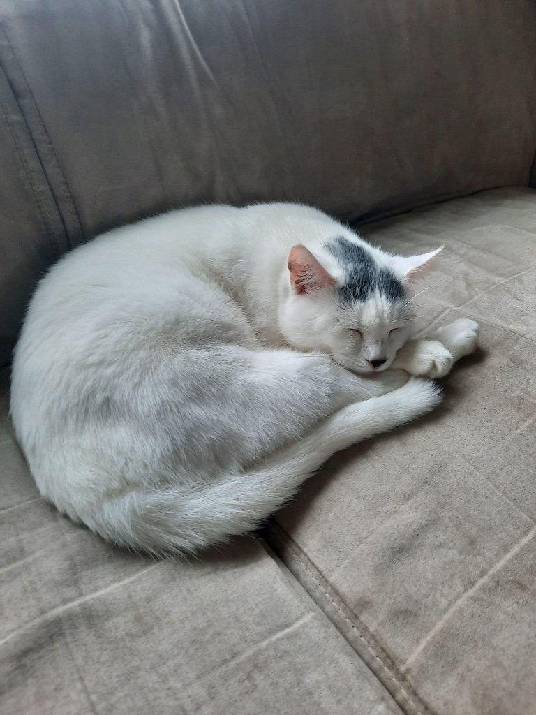 Witte kater ( Larie), Dieren en Toebehoren, Vermiste en Gevonden Dieren