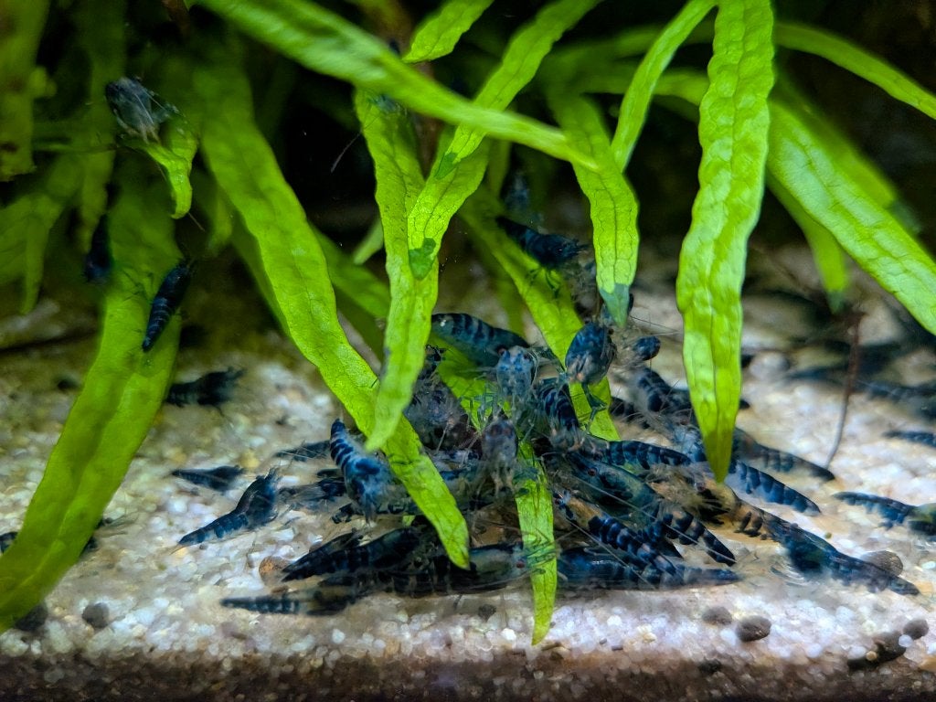 Dragon blood garnalen ,(blue calceo), Dieren en Toebehoren, Vissen | Aquariumvissen, Kreeft, Krab of Garnaal, Zoetwatervis, Schoolvis