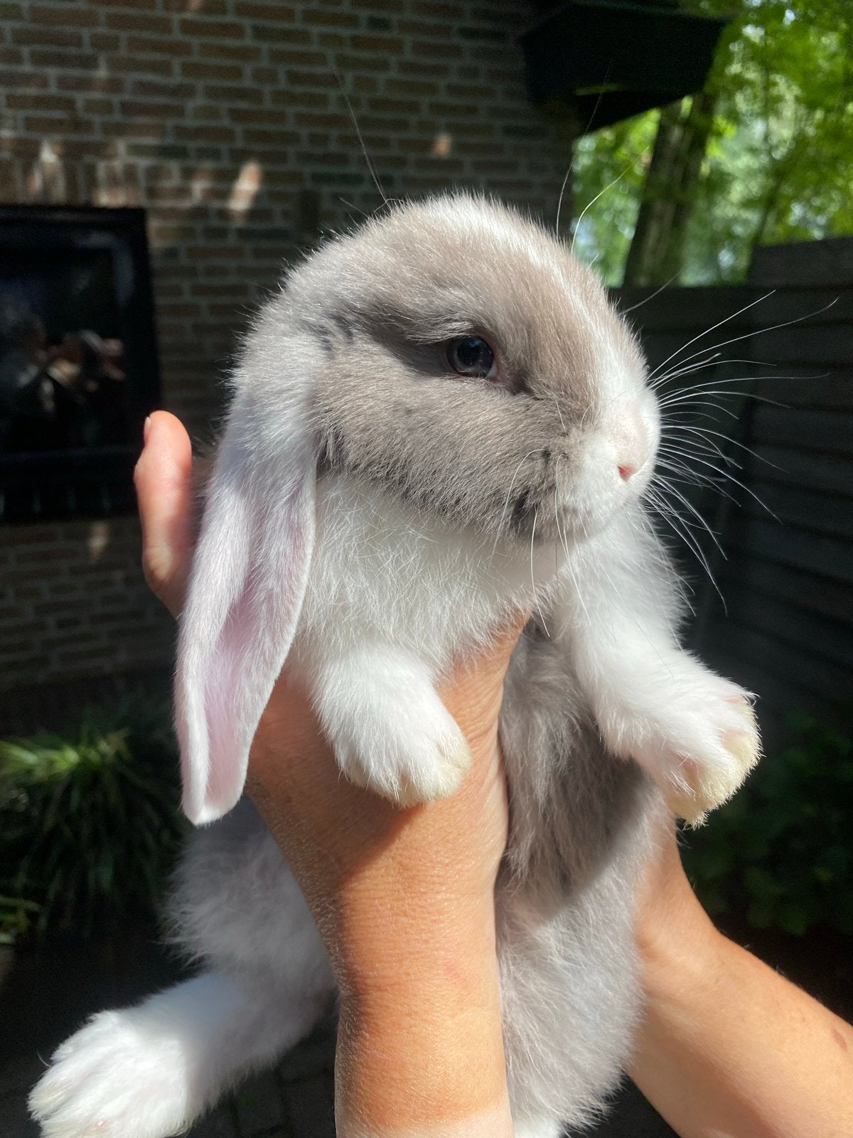 Franse hangoor ram, Dieren en Toebehoren, Konijnen, Mannelijk, Groot, Hangoor, 0 tot 2 jaar