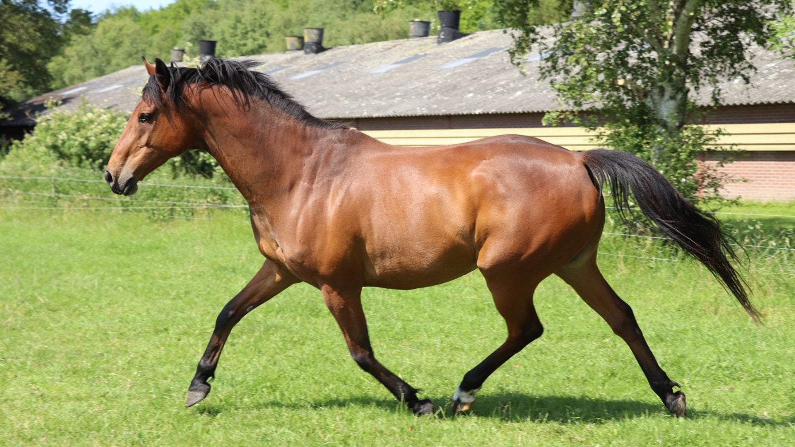 9 jarige Ierse volbloed ruin zoekt nieuw huisje, Dieren en Toebehoren, Paarden, Ruin, Zadelmak, 7 tot 10 jaar, 160 tot 165 cm