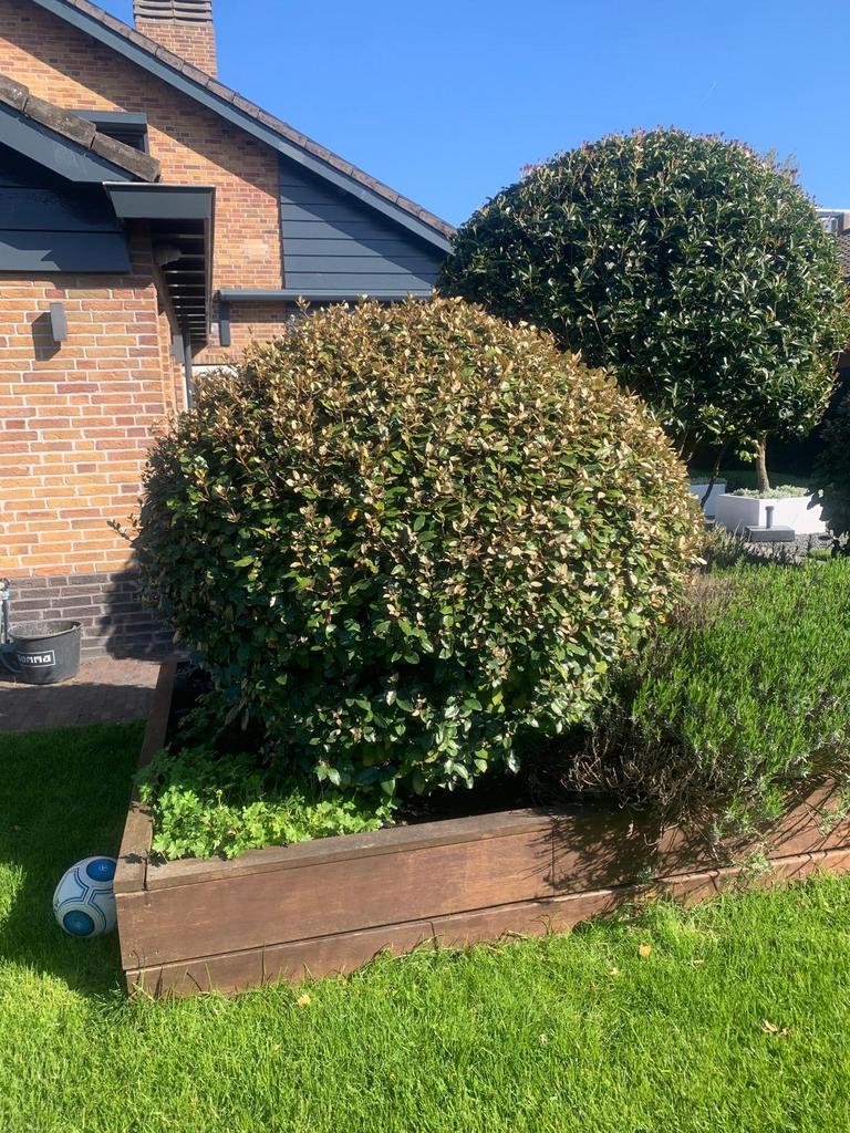 Elaeagnus Ebbingei Compacta - Groenblijvende Olijfwilg, Overige soorten, Vaste plant, Ophalen of Verzenden, Halfschaduw