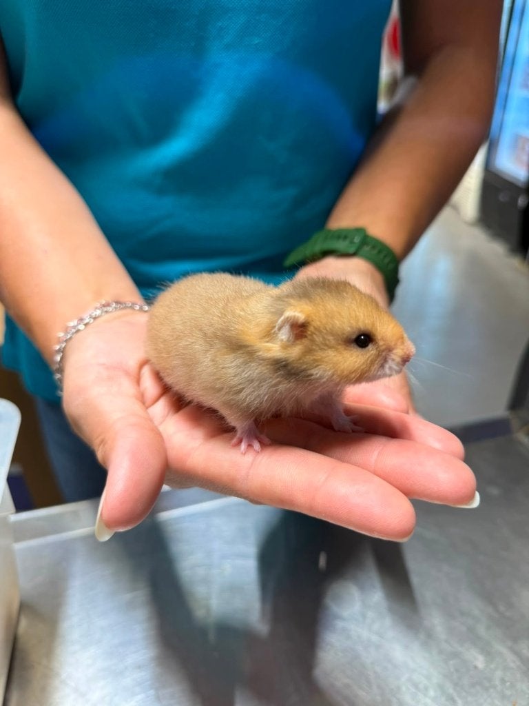 Te koop lieve jonge goudhamsters / Syrisch hamsters, Dieren en Toebehoren, Knaagdieren, Hamster, Juni, Vrouwelijk, Tam