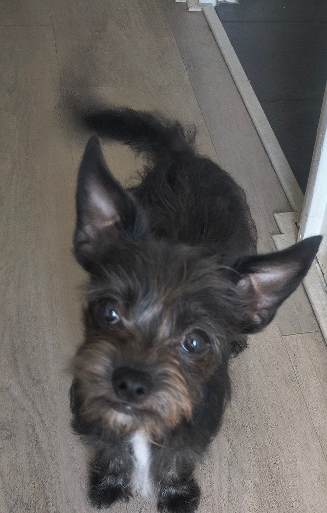 Chihuahua Shih tzu pup, 15 weken tot 1 jaar, Eén hond, Nederland, Particulier