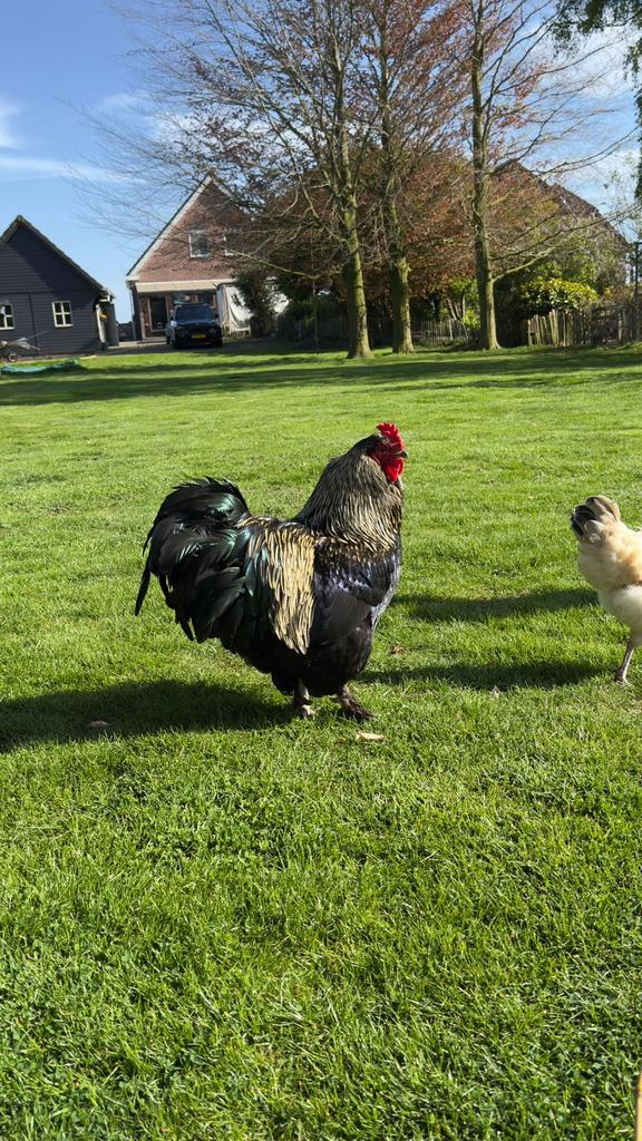 2 jarige Brahma - Jersey Giant haan af te halen., Dieren en Toebehoren, Pluimvee, Mannelijk, Kip