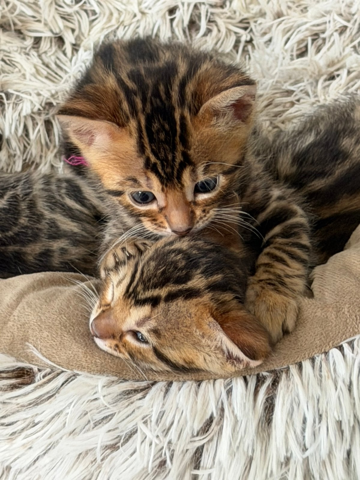 Raszuivere Bengaal kittens te reserveren, Poes
