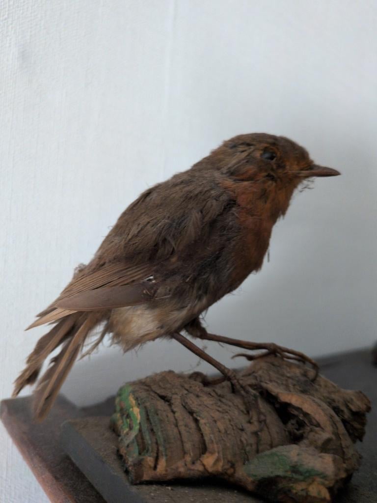 Opgezet roodborstje, Ophalen of Verzenden, Gebruikt, Opgezet dier