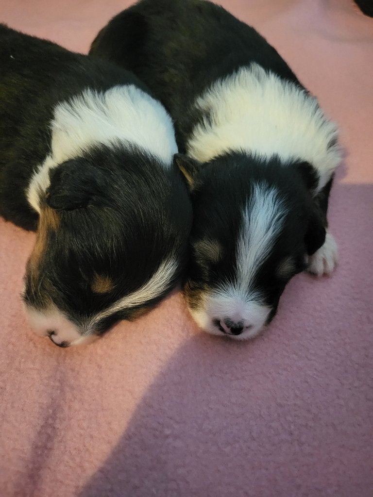 2 black tri teefjes australian shepherd, Dieren en Toebehoren, Honden | Herdershonden en Veedrijvers, 8 tot 15 weken, Teef, Parvo