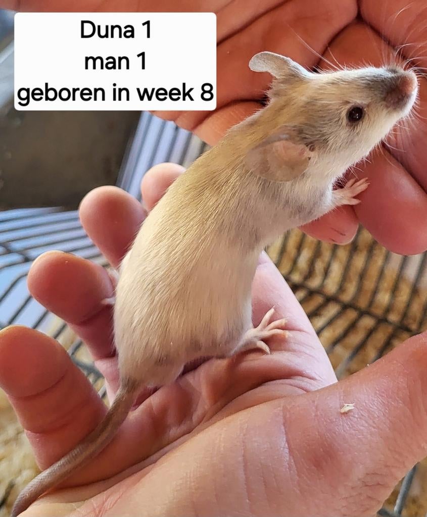 Jonge man muizen, Dieren en Toebehoren, Knaagdieren, Februari, Mannelijk, Muis