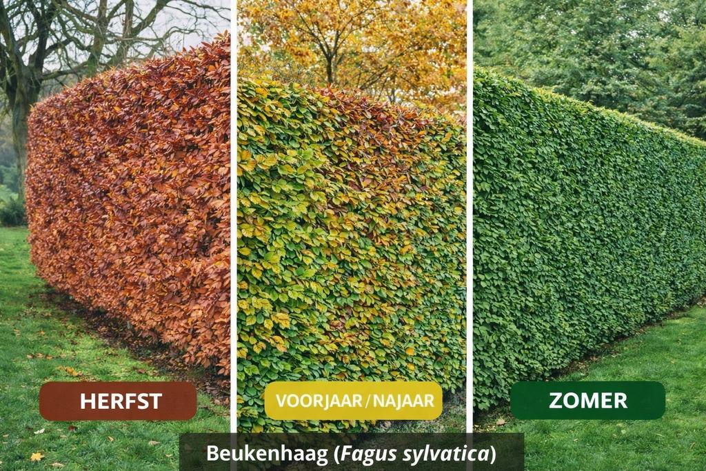 Beukenhaag (Fagus Sylvatica), Ophalen, Bloeit niet, Halfschaduw, Overige soorten