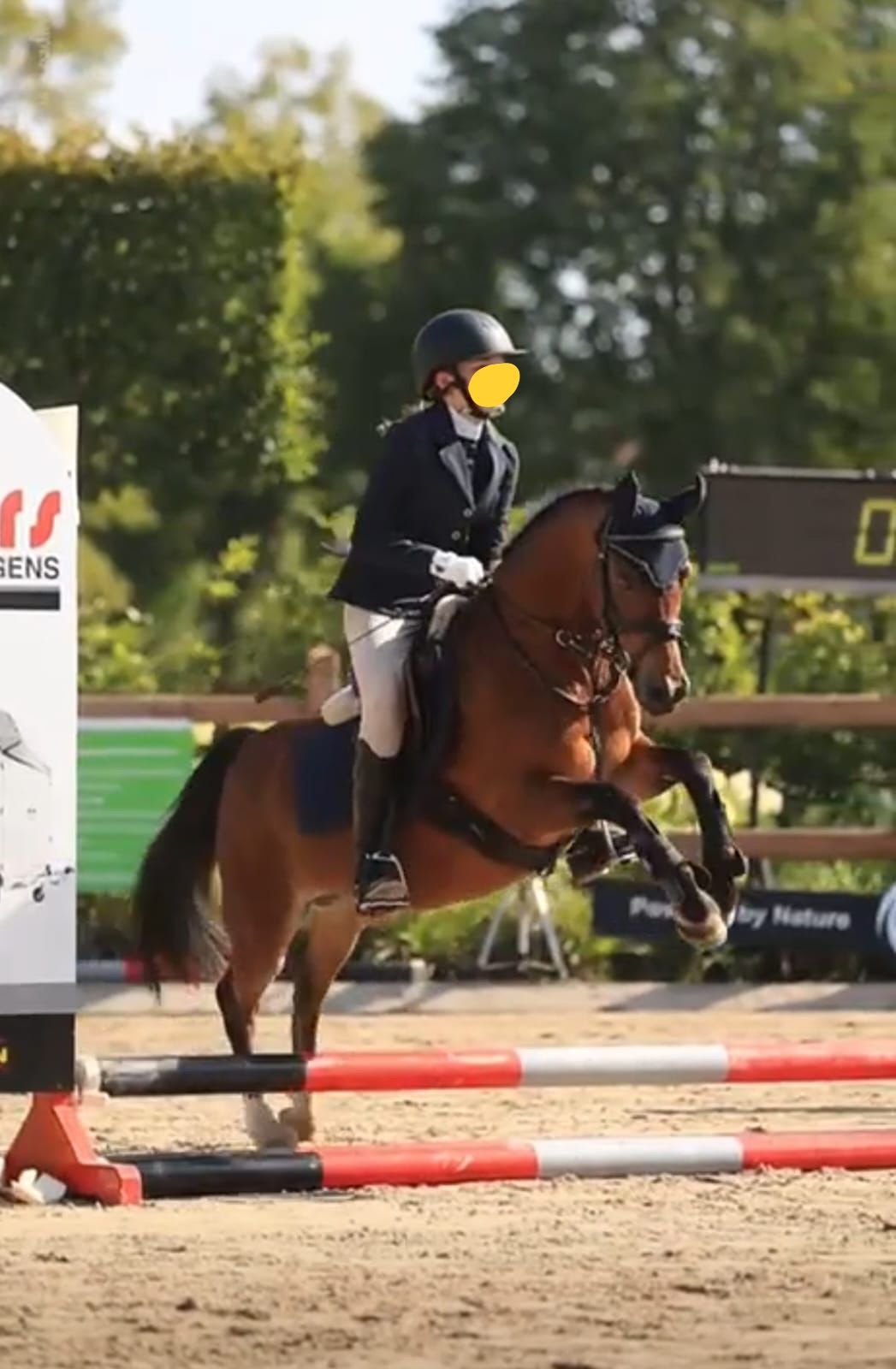 Mooie Welsh B Pony., Ruin, B pony (1.17m tot 1.27m), Met stamboom