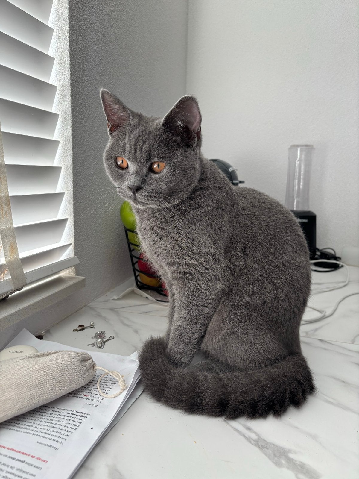 Britse kort haar kat, Kater, Kortharig, 0 tot 2 jaar