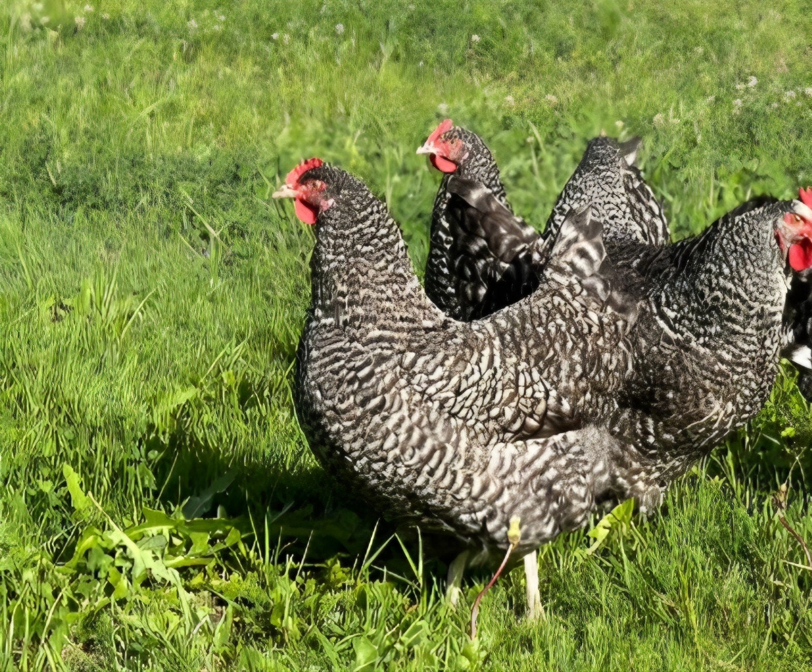 te koop 2 mooie noord hollandse blauwe hennen, Dieren en Toebehoren, Pluimvee, Vrouwelijk, Kip