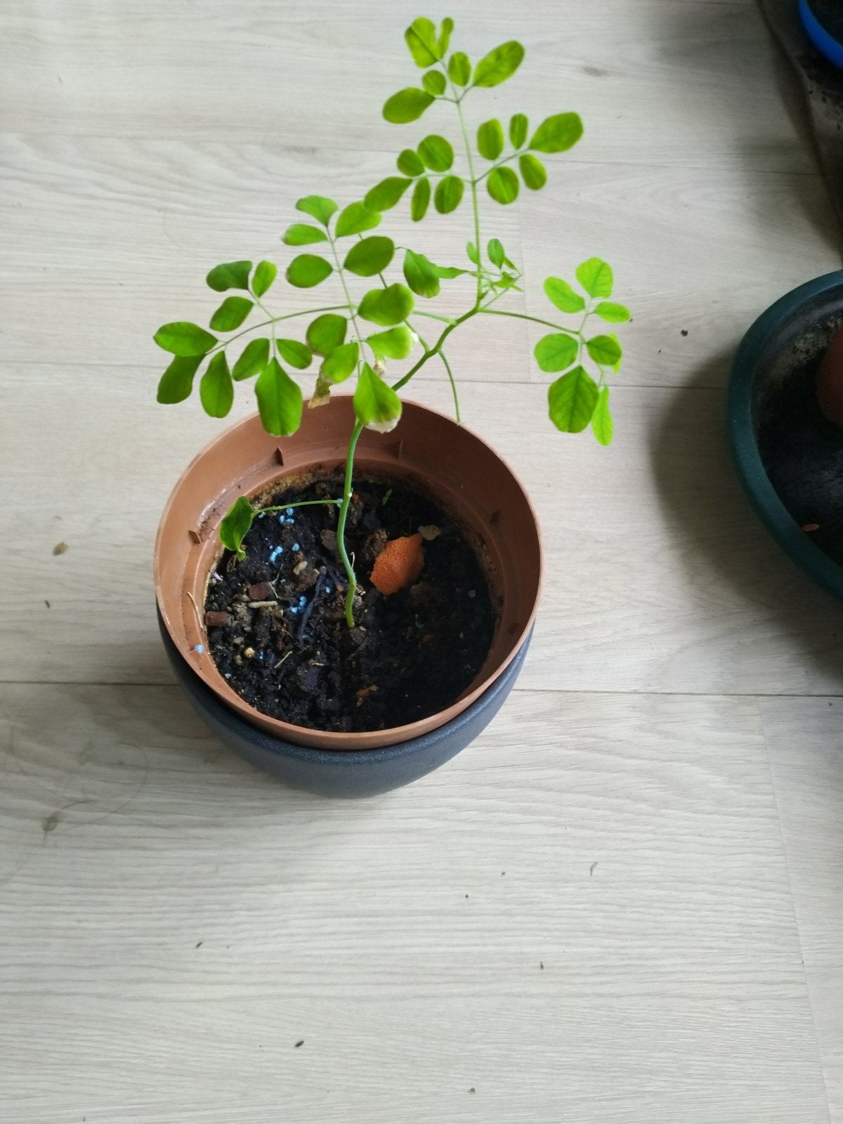 Moringa Oleifera plantje in pot, Ophalen