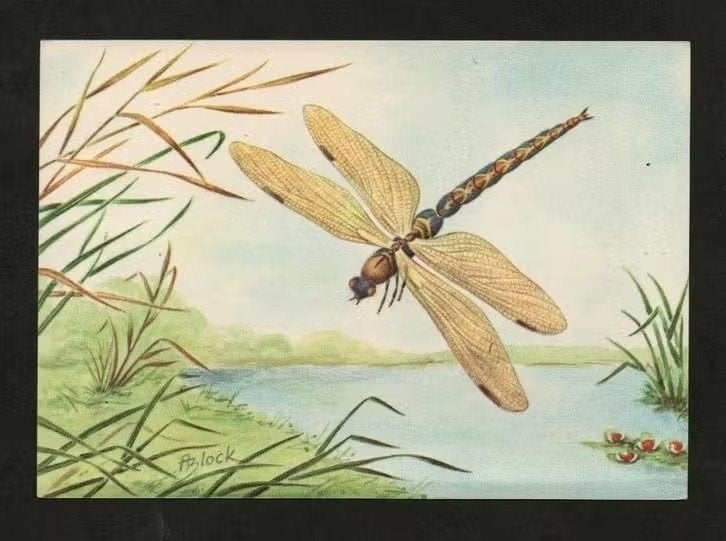 Ansichtkaart Libelle Insect Aeshnidae, Ophalen of Verzenden, 1980 tot heden, Ongelopen, Overige soorten
