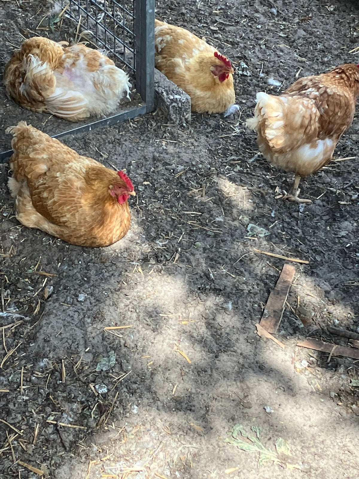 Soep kippen voor een kleine prijs, Dieren en Toebehoren, Pluimvee, Vrouwelijk, Kip