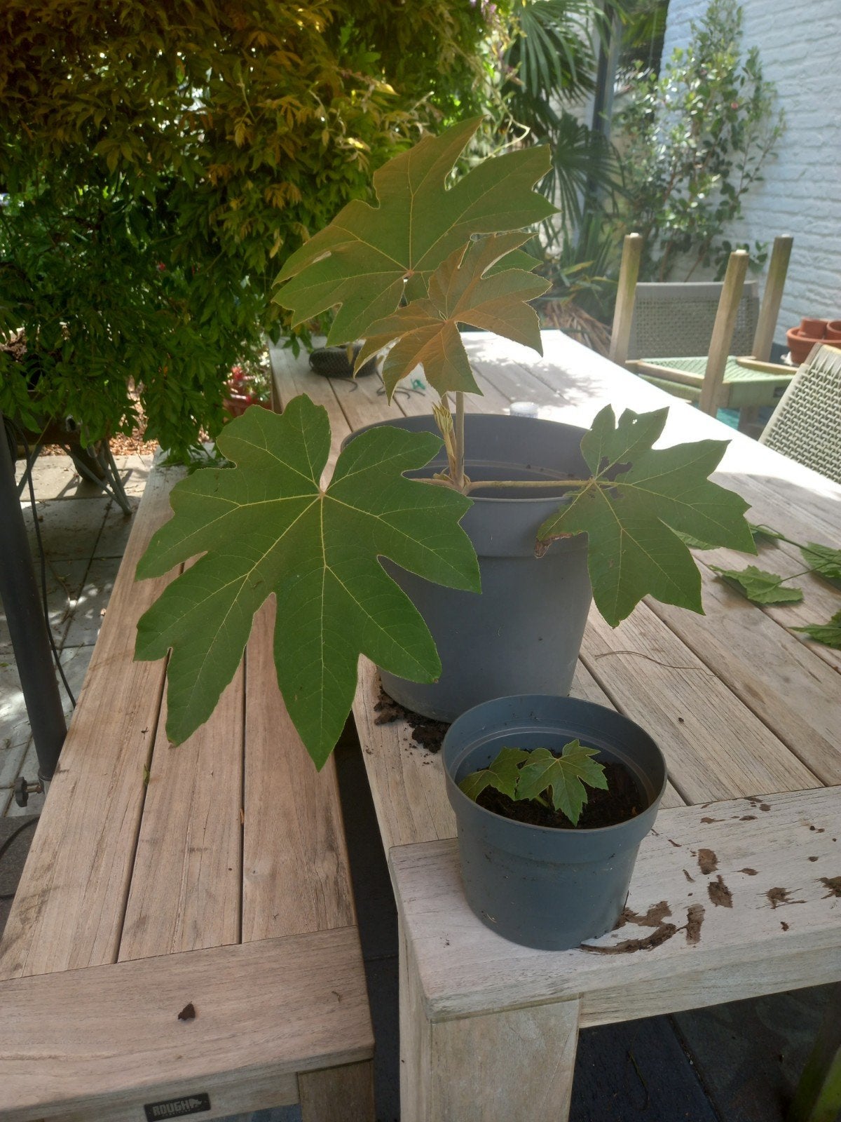 Rijstpapierplant, Tuin en Terras, Ophalen of Verzenden, Overige soorten, Volle zon