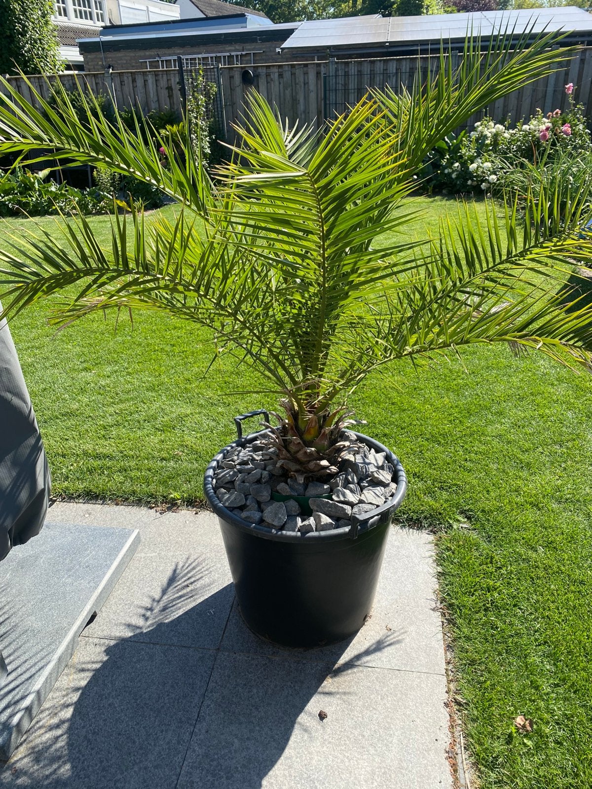 Palm, Ophalen, Bloeit niet, Overige soorten, Volle zon