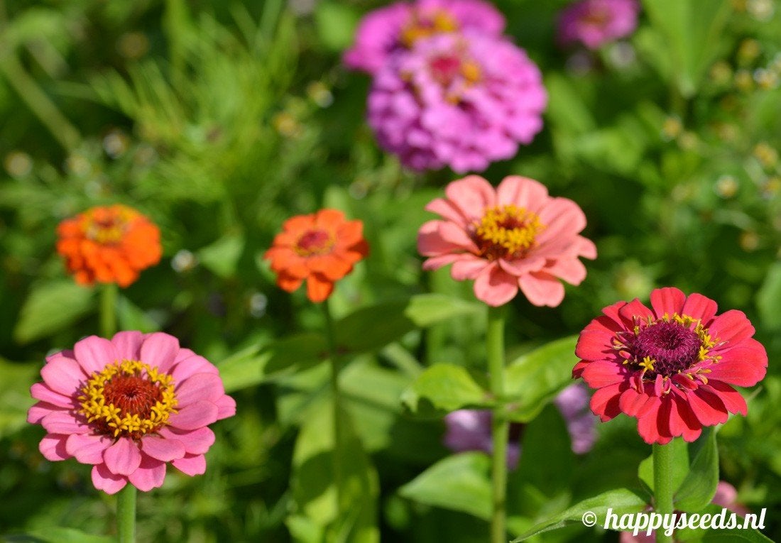 Uit de biologische moestuin: Zinnia, zaden, Tuin en Terras, Ophalen of Verzenden, Voorjaar, Volle zon, Zaad