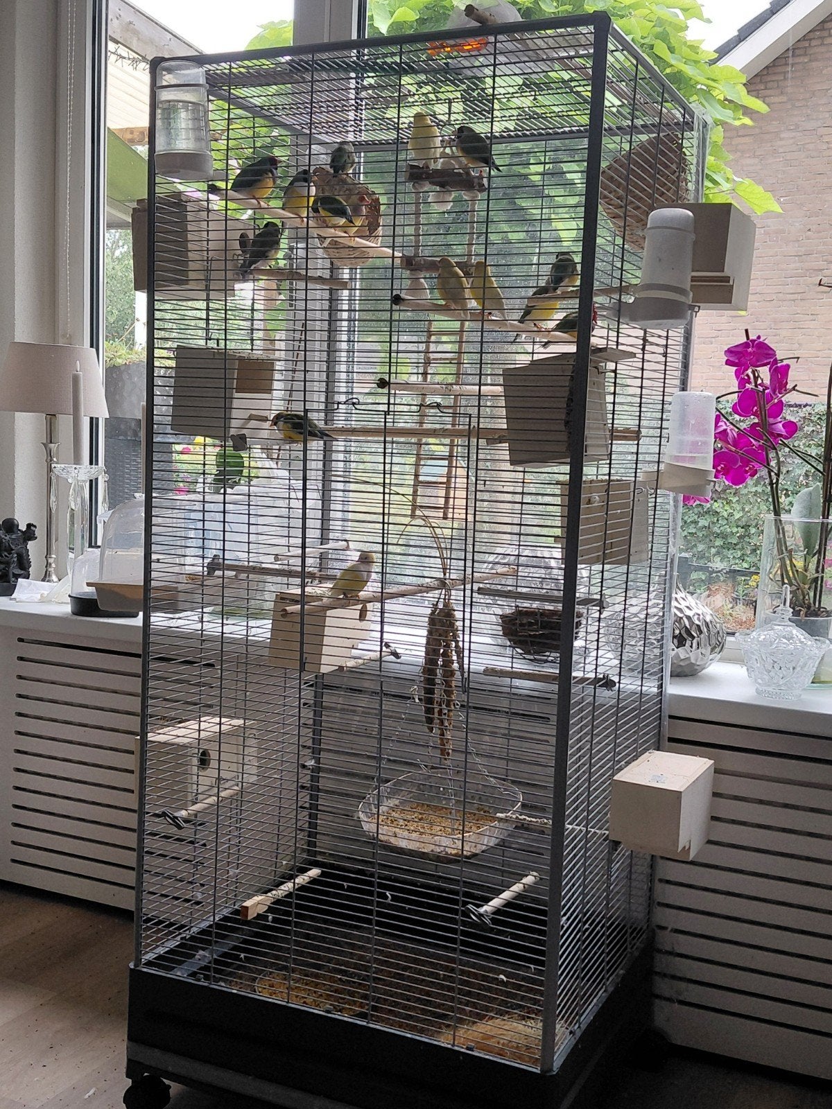 Goldamedines, Dieren en Toebehoren, Vogels | Hokken en Kooien, Ophalen of Verzenden, Hout, Vogelkooi