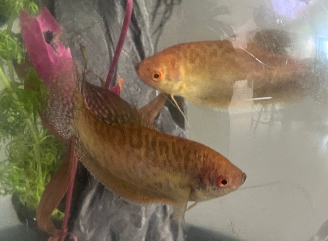 2 x  Gourami’s   （+/- 12cm L ), Dieren en Toebehoren, Vis, Zoetwatervis