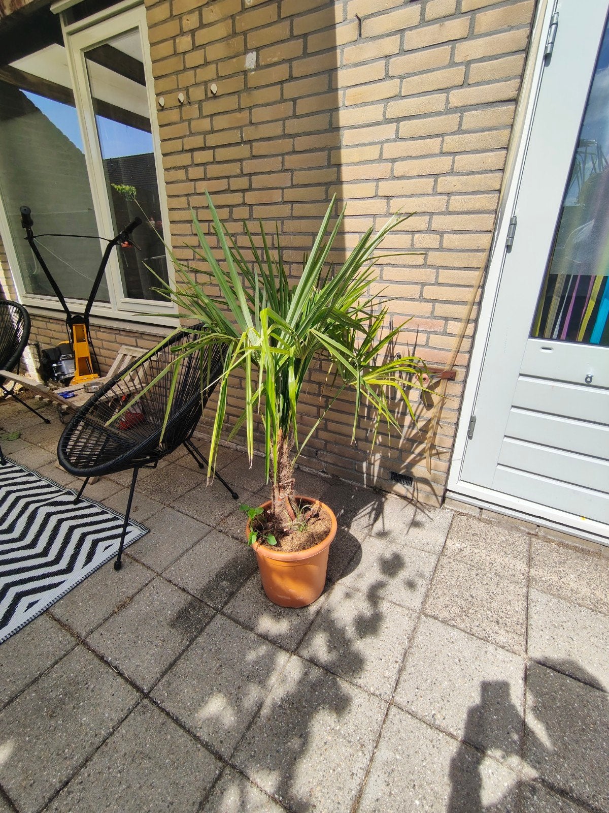 2 mooie palmbomen €130, 250 tot 400 cm, Zomer, Palmboom, Ophalen