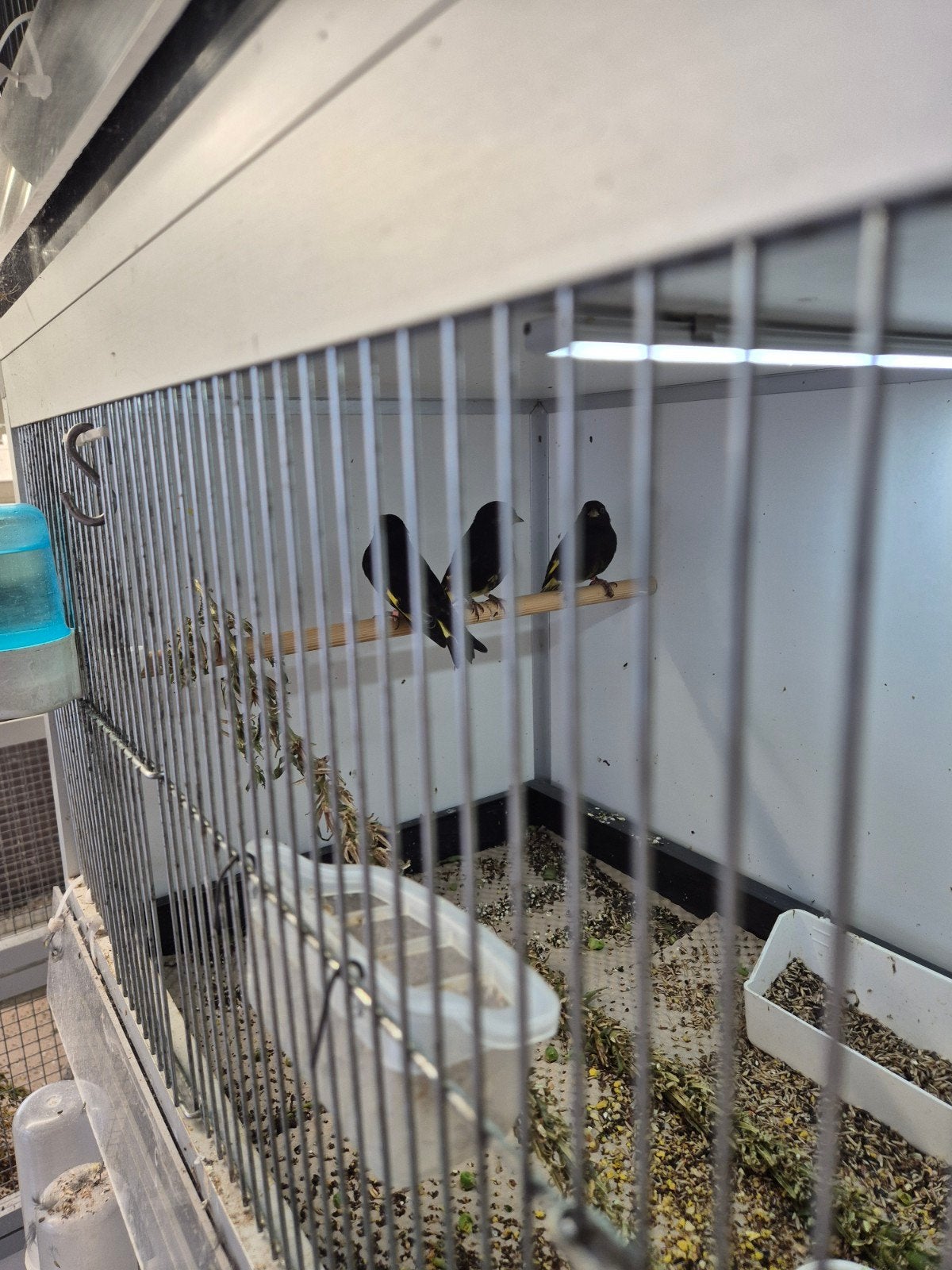 zarte sijssen van 2026, Meerdere dieren