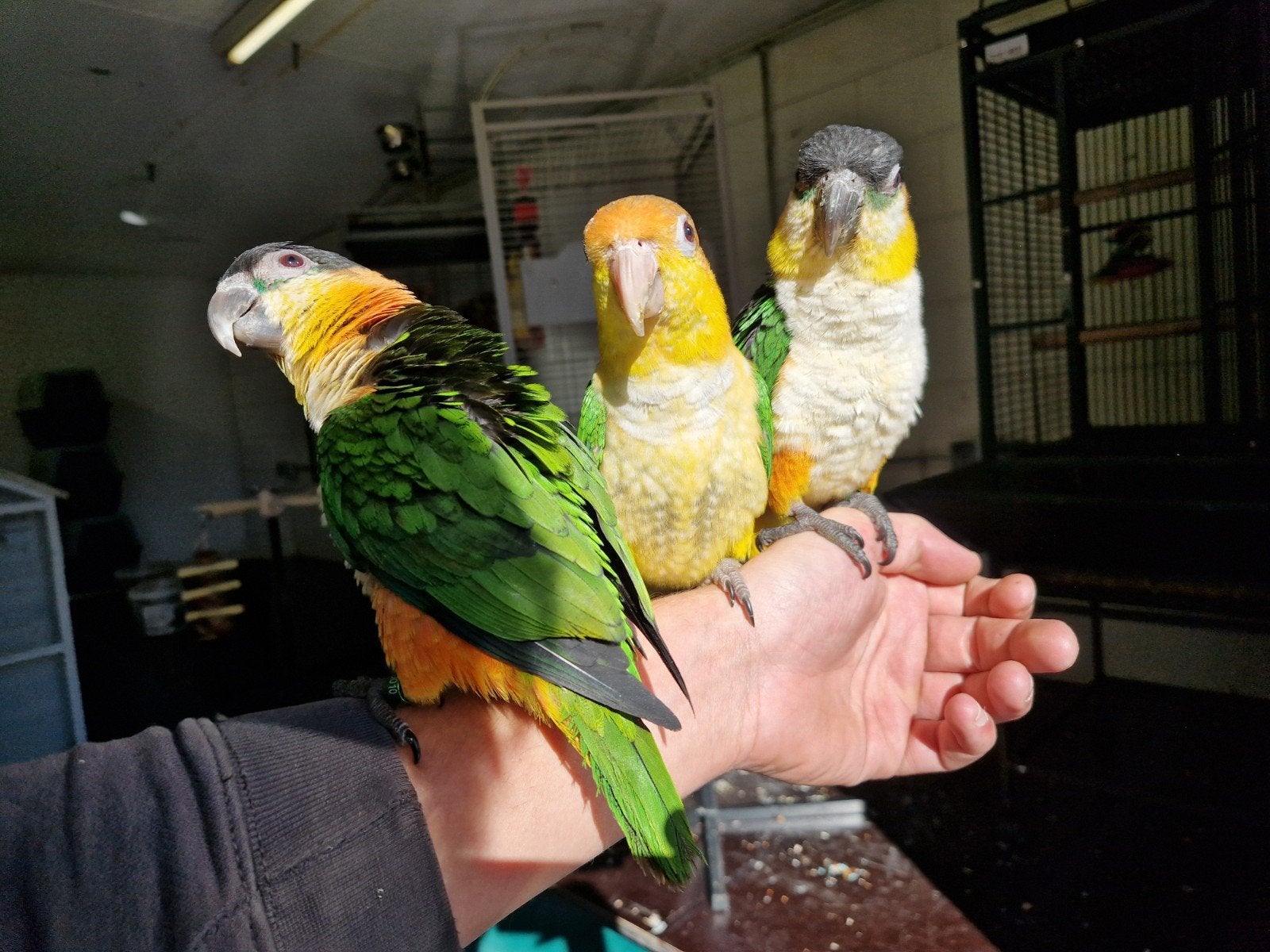 Tamme Caiques, roestkop en zwartkop | Gezonde jonge vogels