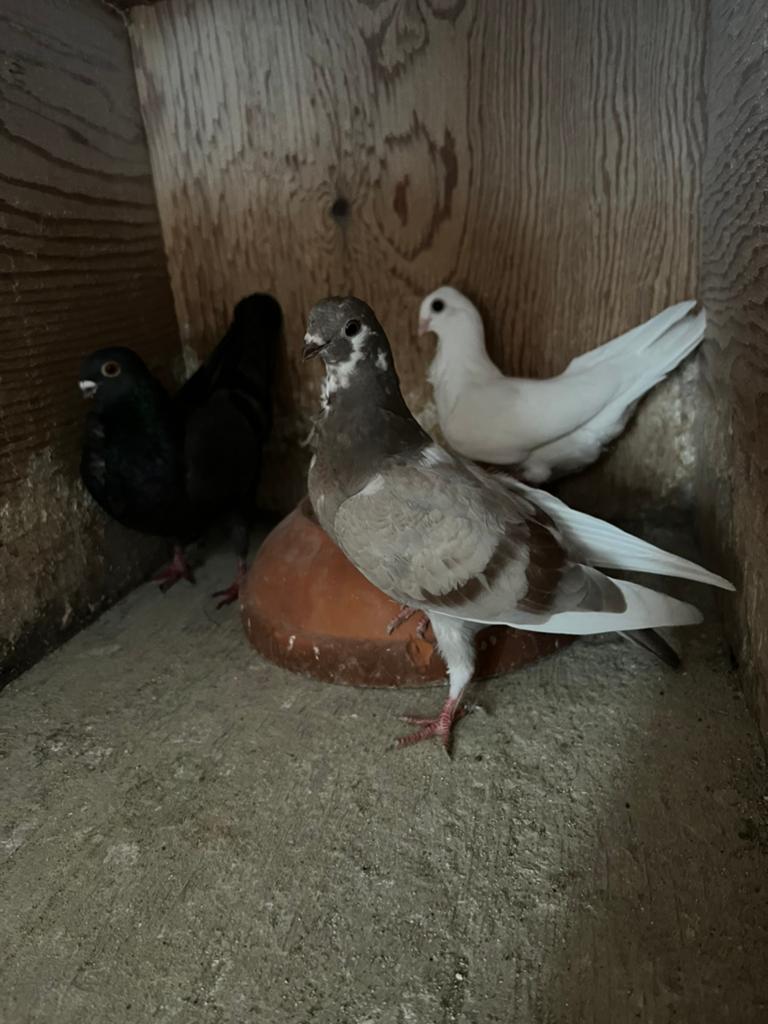 Figurita duiven, Dieren en Toebehoren, Meerdere dieren, Postduif
