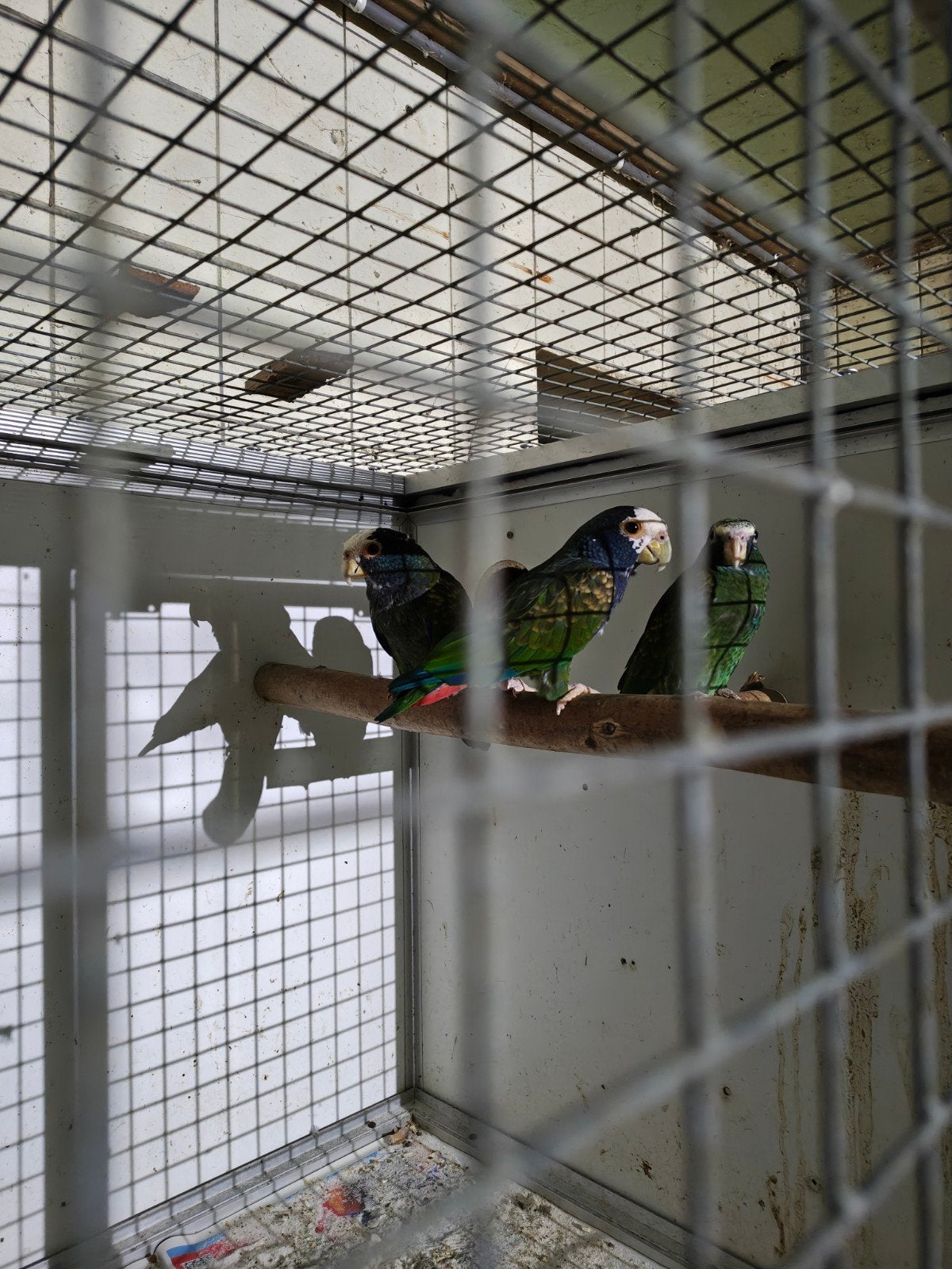 Pionus senilis van 2026, Dieren en Toebehoren, Meerdere dieren, Papegaai, Geringd