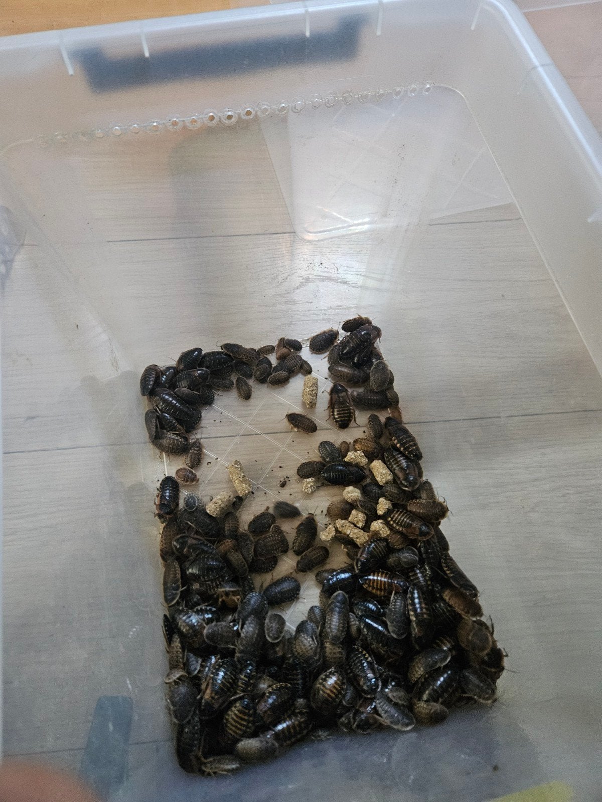 Dubia's te koop, Dieren en Toebehoren, Ophalen, Zo goed als nieuw, Overige typen