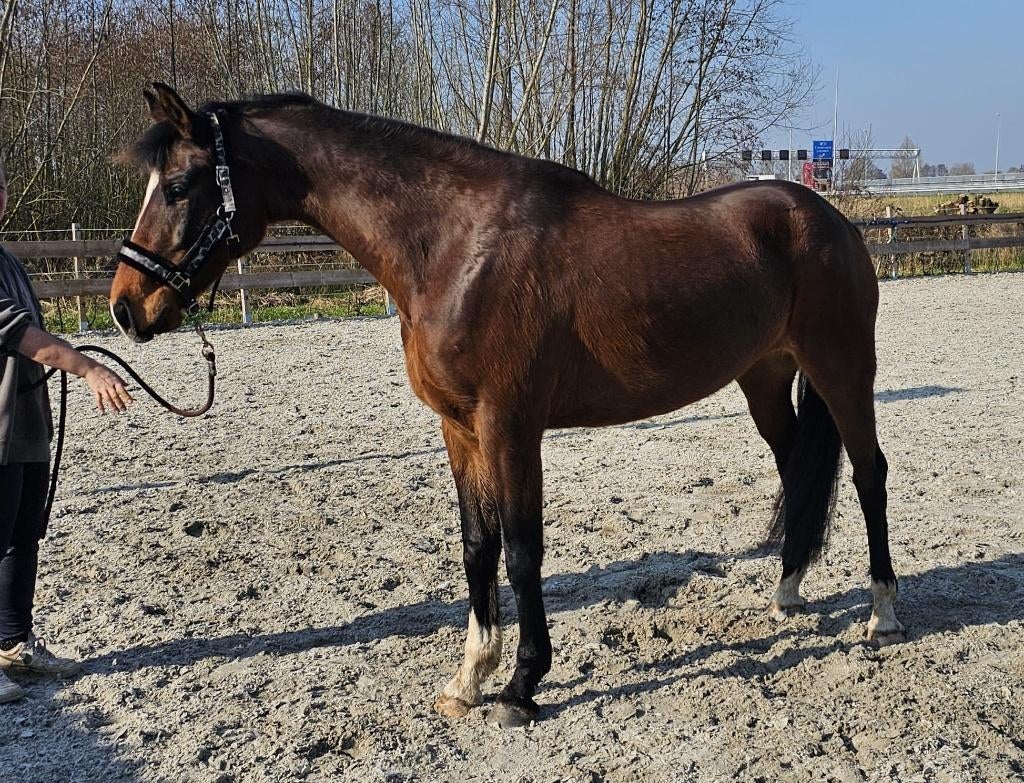 KWPN merrie | 7 jaar | 1.70 m | fokmerrie / onbeleerd, Merrie, Met stamboom, Dressuurpaard, 7 tot 10 jaar
