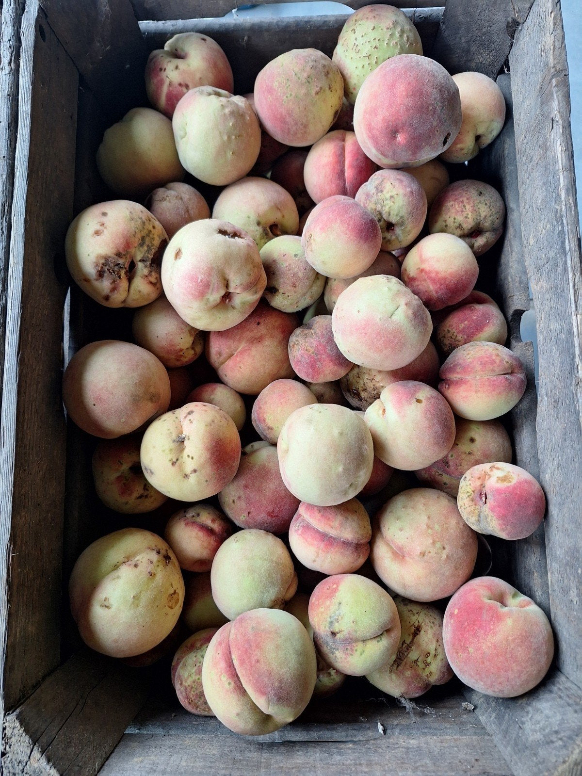 Perziken. Fruit. Onbespoten., Ophalen of Verzenden