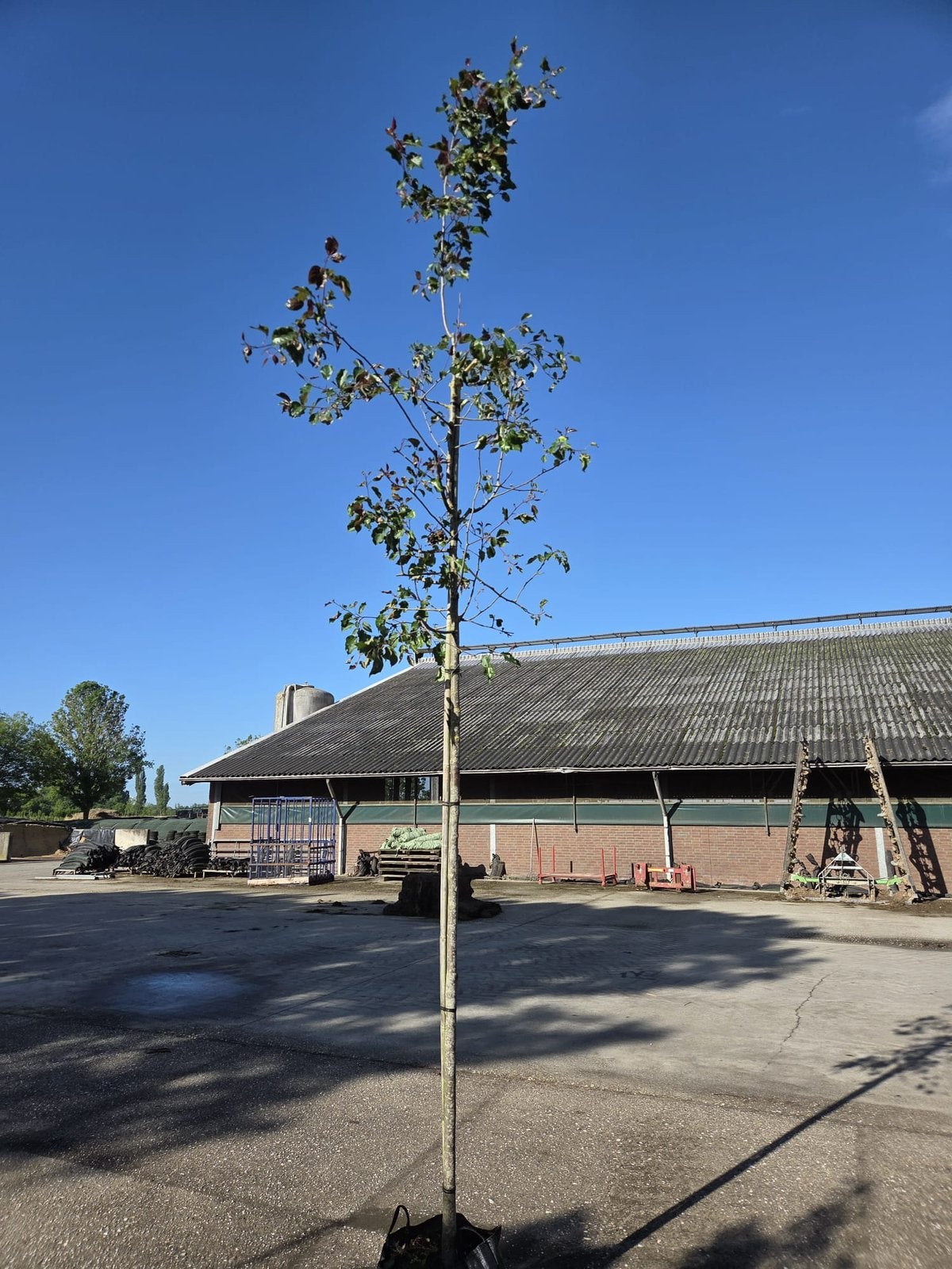 Malus Rudolph / sierappel in pot, Overige soorten, Lente, 250 tot 400 cm, Ophalen