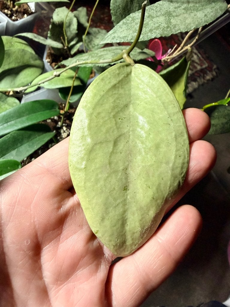 Hoya menak sopal, Verzenden, Halfschaduw, Minder dan 100 cm