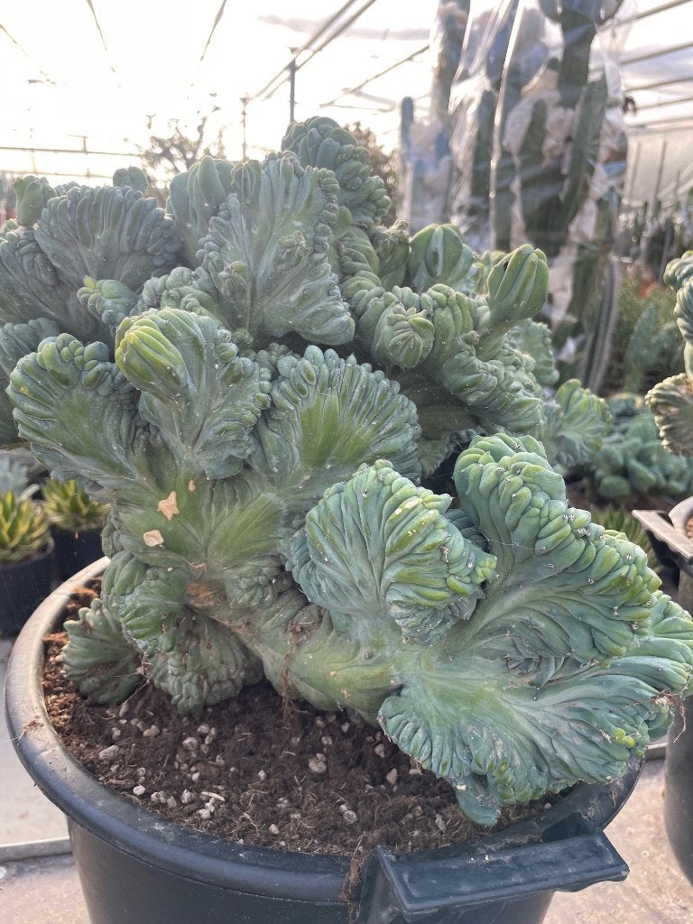 Cactus Myrtillocactus Geometrizans Cristaat Monstruosa pot40, Huis en Inrichting, Kamerplanten, Ophalen, Minder dan 100 cm, Bloeiende kamerplant