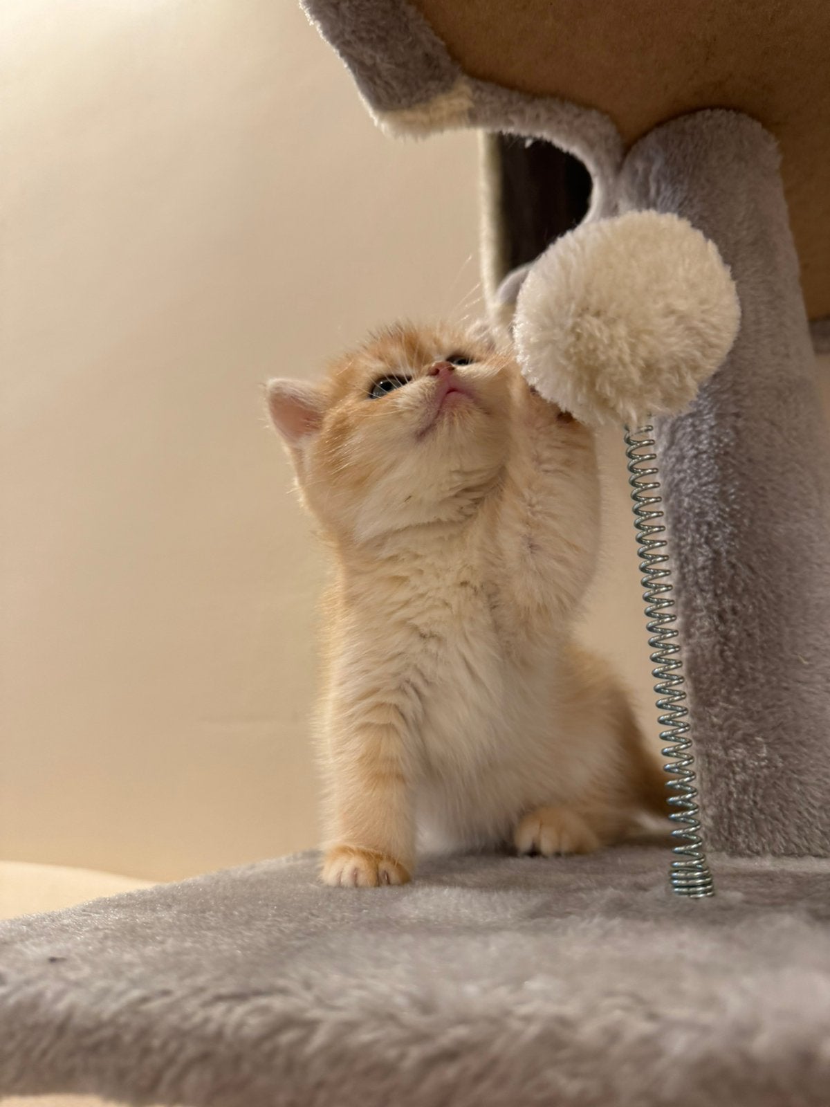 Britse Kittens, Meerdere dieren, Ontwormd