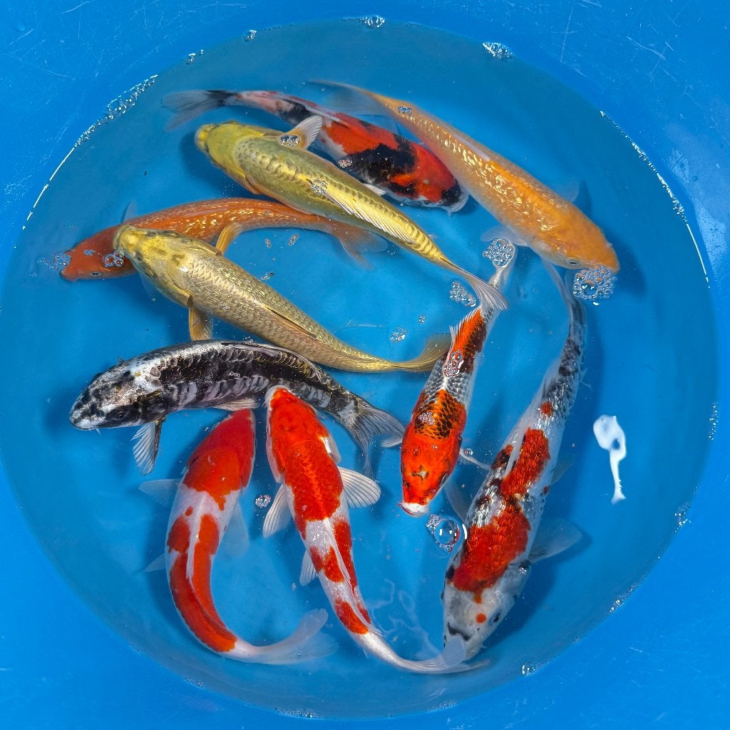 MARUSEI (HIRASAWA) TOSAI MIX  20-26cm, Karper of Koi