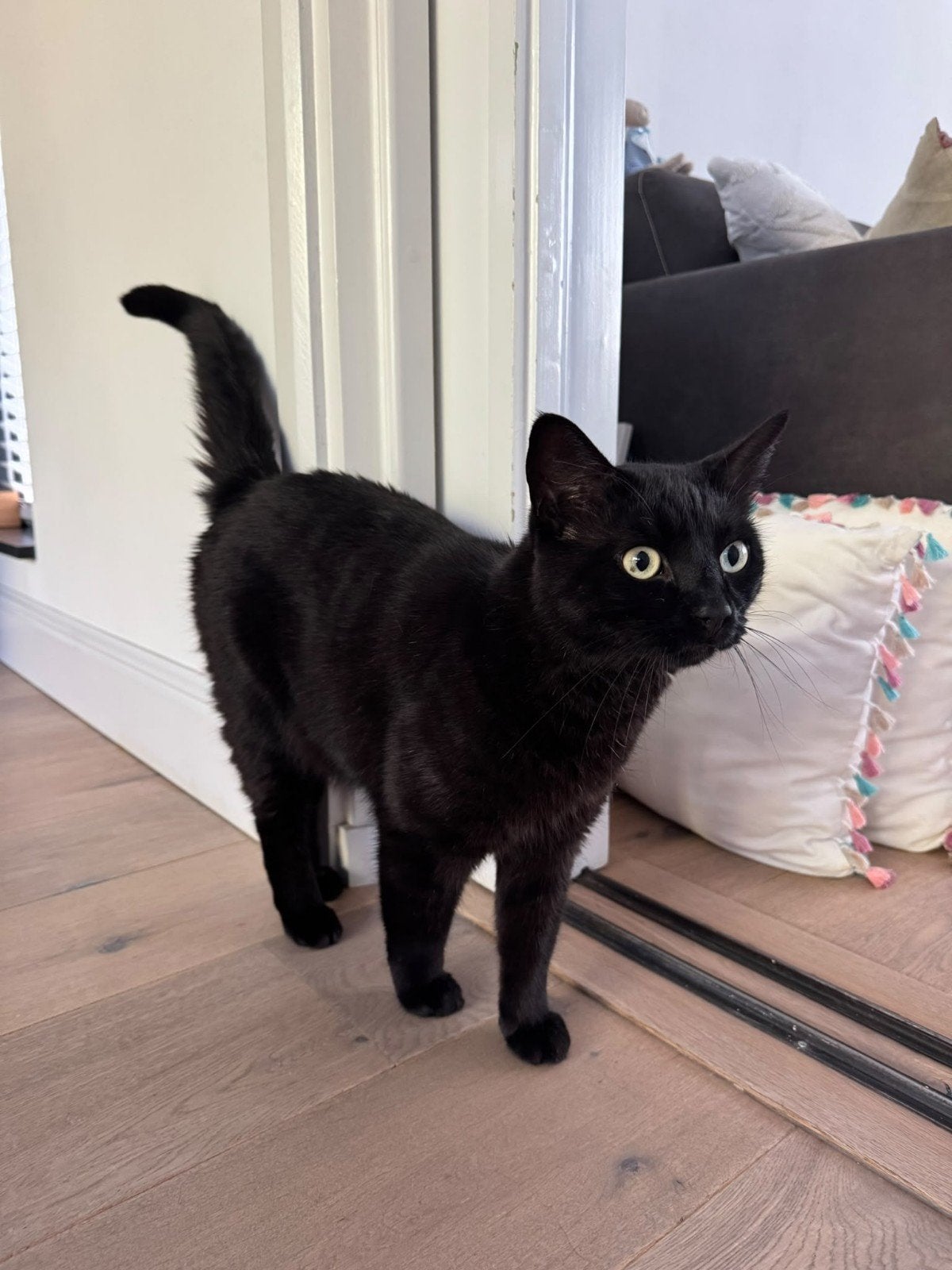 SPOED:  zwarte kater 6 jaar oud , gesteriliseerd, Kater, 6 jaar of ouder