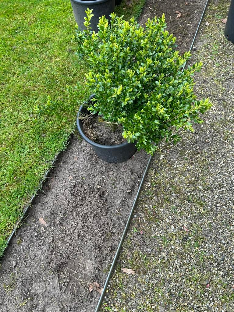Gezonde buxus struiken in pot geplant, Ophalen of Verzenden, Buxus, Minder dan 100 cm