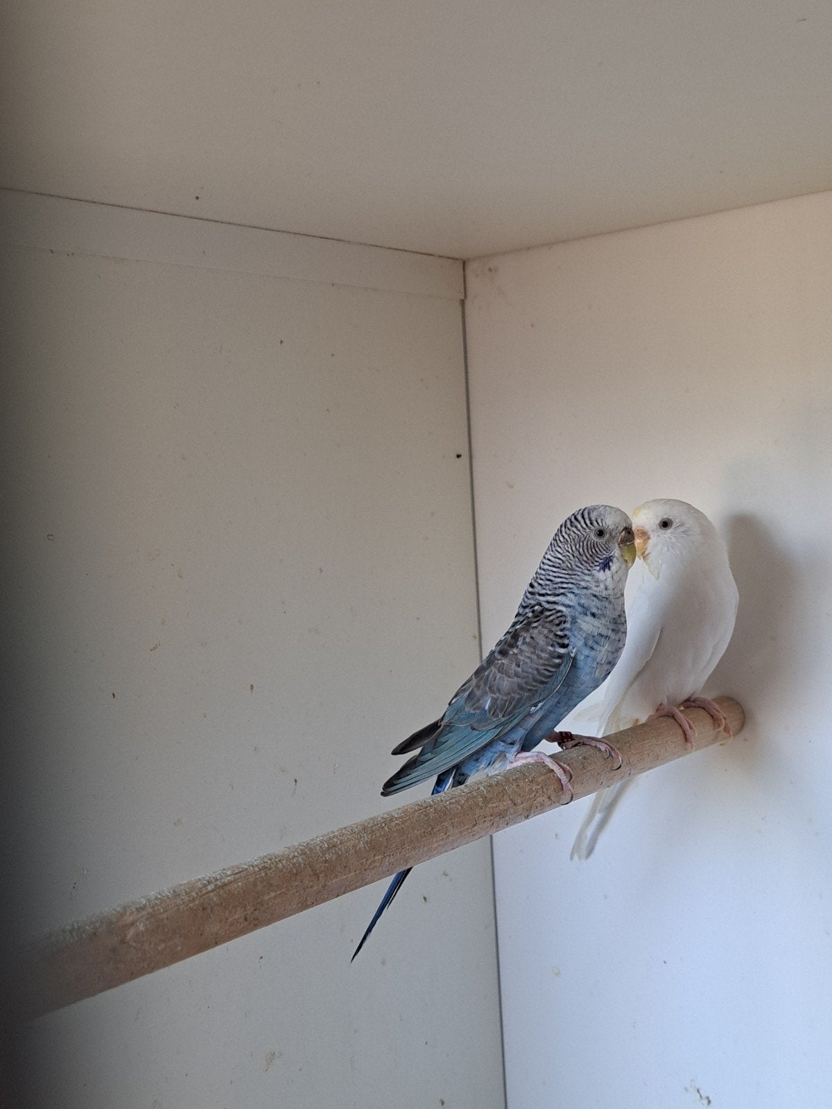 blackwing/grijsvleugel., Dieren en Toebehoren, Vogels | Parkieten en Papegaaien, Vrouwelijk, Parkiet, Geringd
