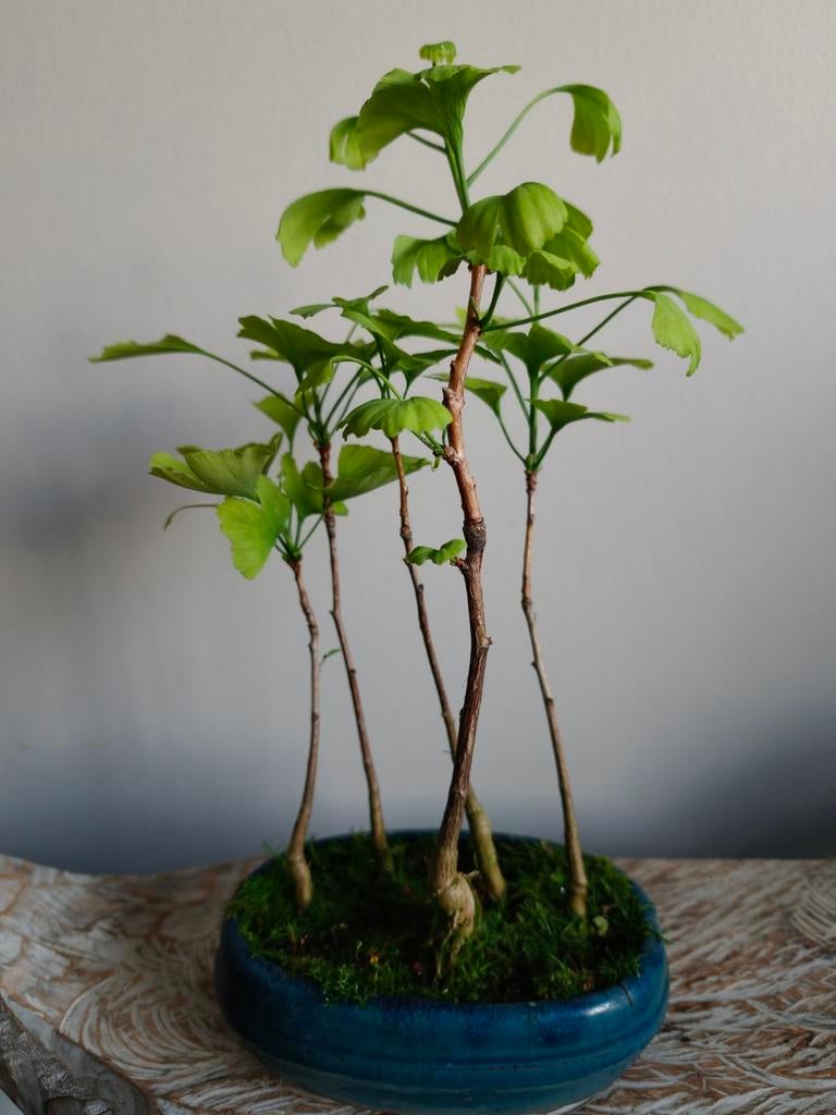 Ginkgo Biloba Bossage Bonsai, Bloeit niet, Halfschaduw, Minder dan 100 cm, Overige soorten